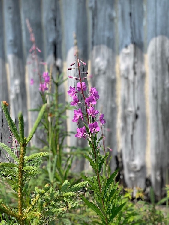 Vibrant pink fireweed blossoms stand out in the foreground with fresh green foliage, against the textured backdrop of a weathered wooden fence.